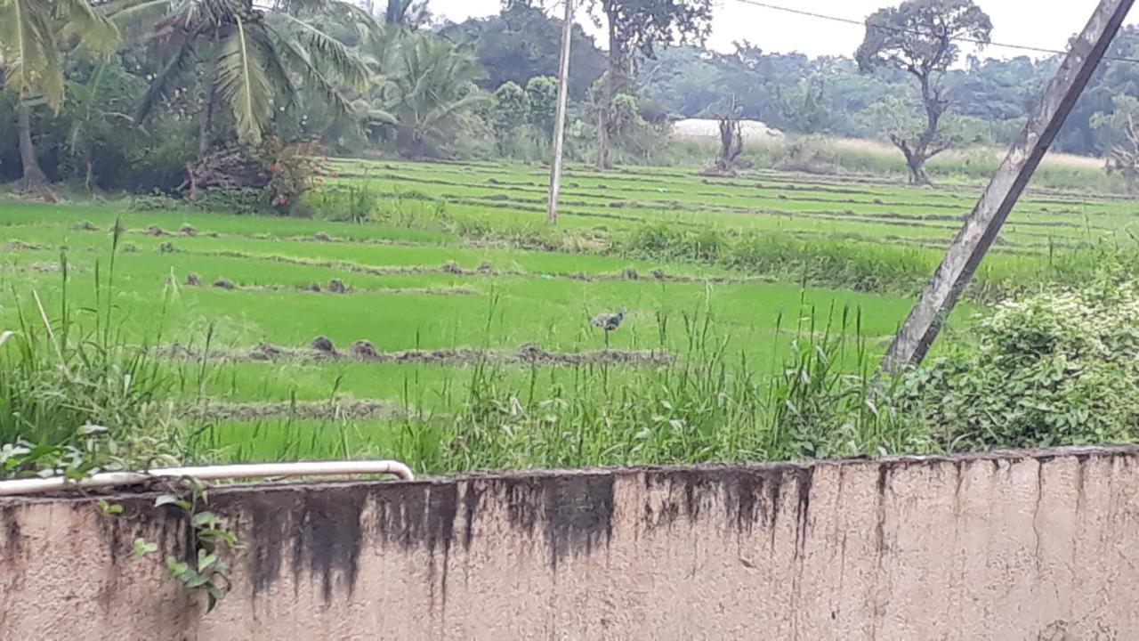 Isiwara Paura Bugged Apartment Sigiriya Eksteriør billede